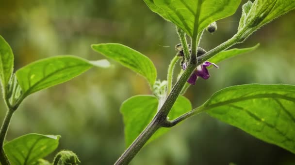 Araña en una planta comiendo un insecto — Vídeos de Stock