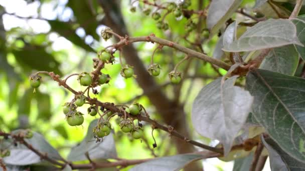 Vespa e formiche su foglie e frutti — Video Stock