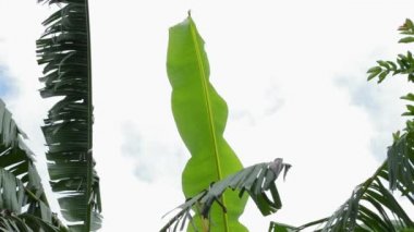 Muz ağacı yaprakları ve gökyüzü