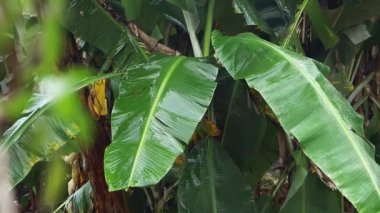 Ön planda bulanık küçük yaprakları Ile muz ağacı