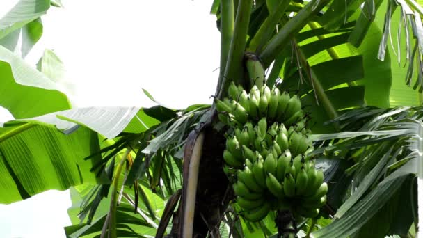 Bananenbomen en fruit — Stockvideo