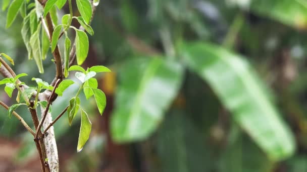 Hojas pequeñas con árbol de plátano borroso en el fondo — Vídeo de stock