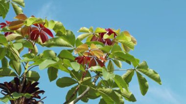 Arka planda mavi gökyüzü Ile kırmızı turuncu ve yeşil yaprakları