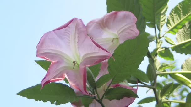 Flores cor de rosa com céu azul no fundo — Vídeo de Stock