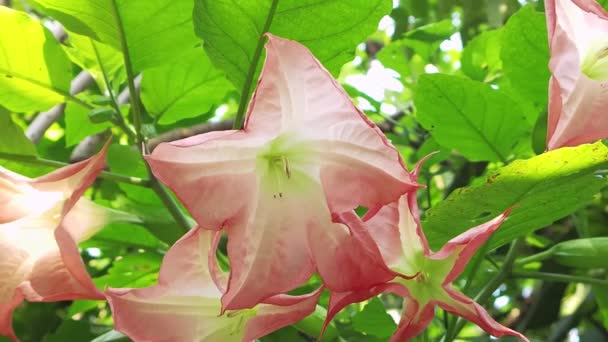 Rosa frische Blume mit Blättern im Hintergrund — Stockvideo