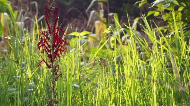Czerwone kwiaty z wysoką trawą w tle — Wideo stockowe
