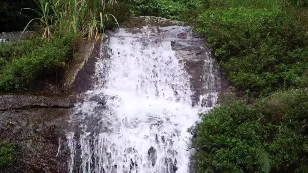 Petit ruisseau et plantes aquatiques — Video