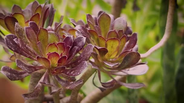 Stachelige grüne und violette Pflanzen im Garten — Stockvideo