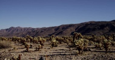 Dağlar, kuru bitkiler ve mavi gökyüzü ile çöl sahnesinin soluna gidiyor Panning atış