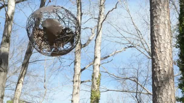 Globe métallique pendu d'un arbre dans un environnement rustique pendant le printemps, avant que les feuilles peuplent les branches — Video