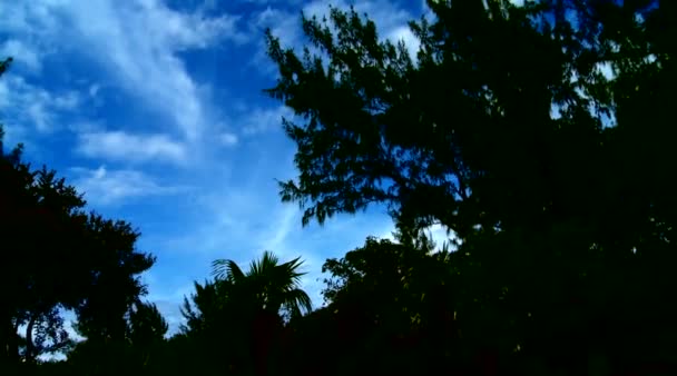 Backlight shot on palm trees and the sky — Stock Video