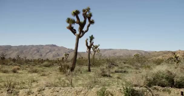 Viagem de cena do deserto com montanhas, cactos e arbustos — Vídeo de Stock