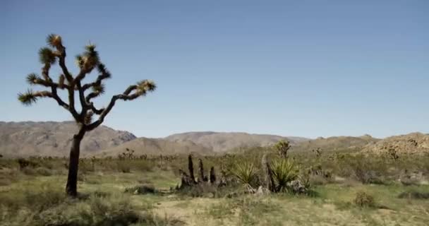 Съемки пустынной сцены с горами, кактусами и колючими деревьями на переднем плане — стоковое видео