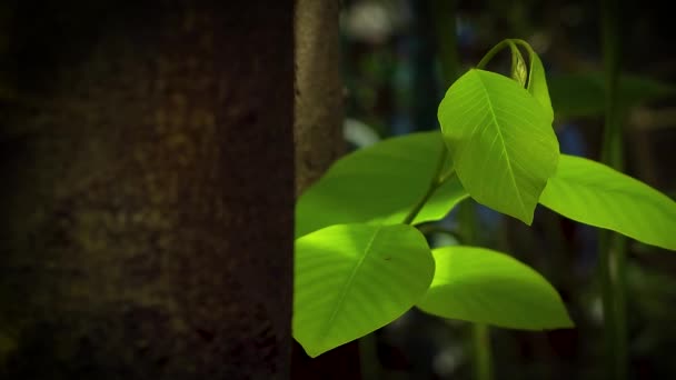 Folhas e árvore no jardim — Vídeo de Stock
