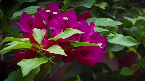 Bougainvillea Zweig im Garten — Stockvideo