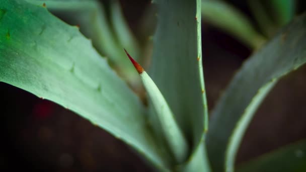 Pequeña planta de agave — Vídeos de Stock