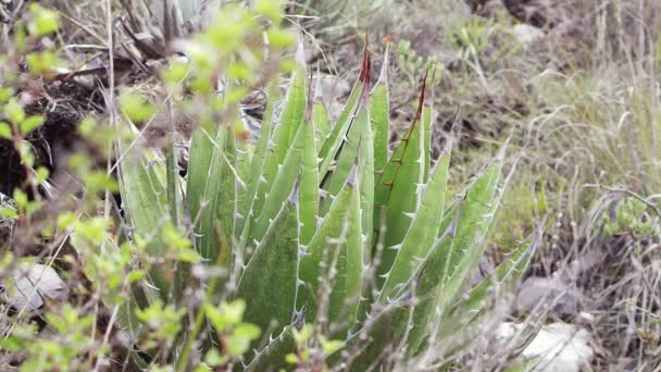 Dettaglio della pianta di cactus nel monte — Video Stock