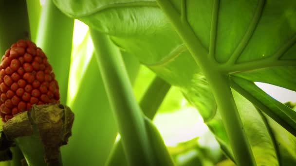 Close Up Big Leaf Of Elephant Ear Plant e semi rossi — Video Stock