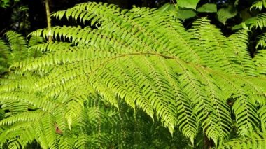 Rüzgarın Hareket Ettiği Küçük Yapraklı Ağaç Dalları