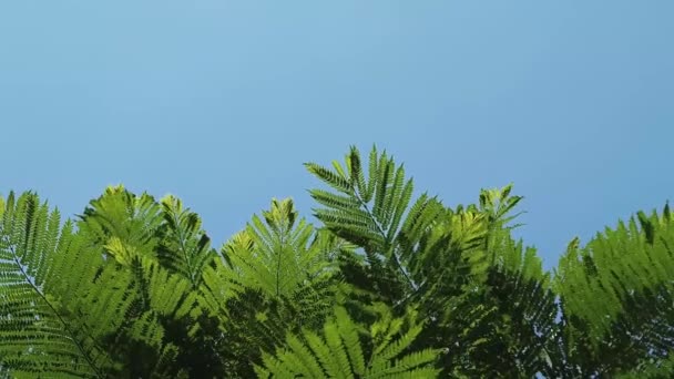 Zielone gałęzie drzewa i niebo — Wideo stockowe