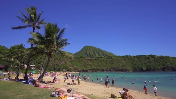 Panning Beach Shot en Hawaii — Vídeos de Stock