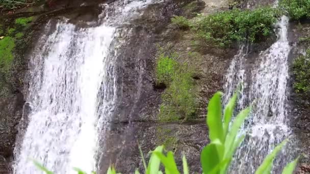 Su Bitkileri ile İki Küçük Şelaleler — Stok video