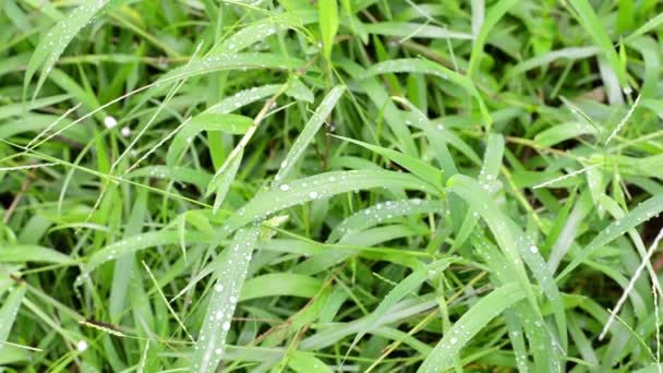 Yağmur damlalı yeşil çimen — Stok video
