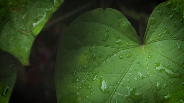 Extremo primer plano de hojas con gotas — Vídeos de Stock