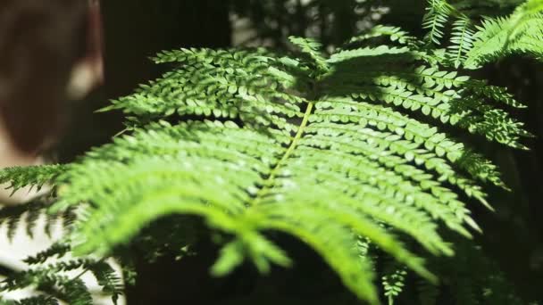 Folhas verdes pequenas no ramo — Vídeo de Stock