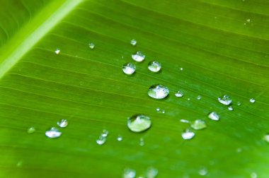 Kenya'daki bir bahçede yağıştan sonra muz bitkisinin yaprağına damlalar