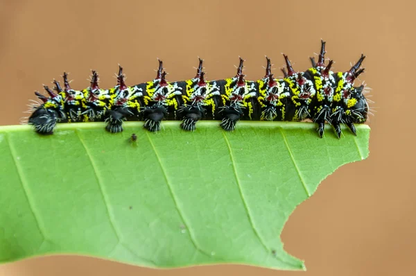 Chenille Mangeant Une Feuille Mangue — Photo