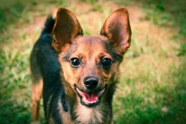 Köpek açık havada yeşil çimenlerin üzerinde