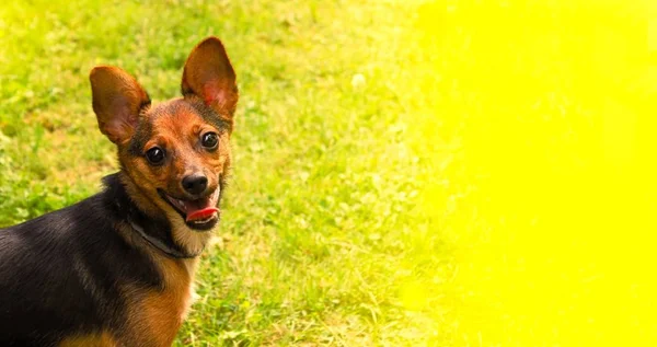 Hund Ett Grönt Gräs Utomhus — Stockfoto
