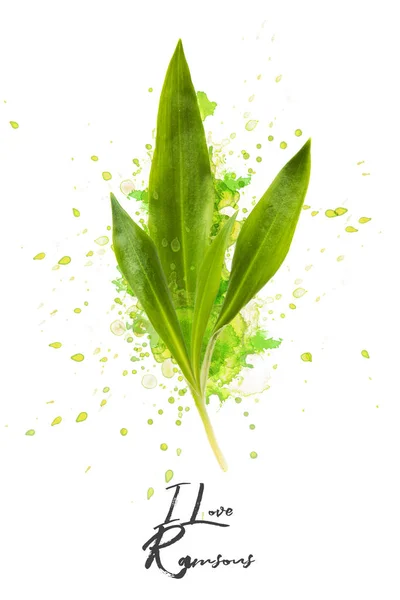 Ramsons beyaz bir arka plan üzerinde explanting ile büyük fotoğraf montaj