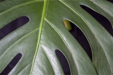 Yeşil taze bitki, yaprak desen