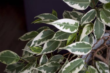 Yeşil taze bitki, yaprak desen