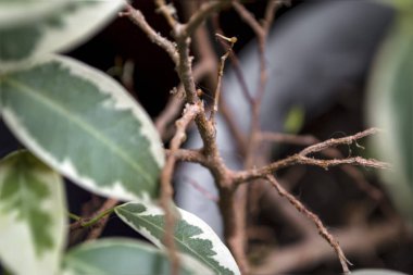 Yeşil taze bitki, yaprak desen