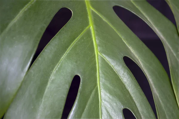 Πράσινα Φρέσκα Φυτά Φύλλα Μοτίβο — Φωτογραφία Αρχείου