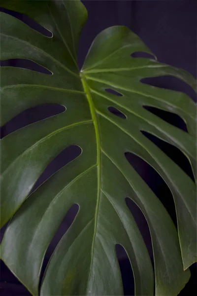 Groene Verse Planten Bladeren Patroon — Stockfoto
