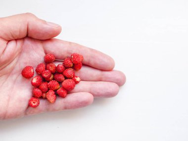 Beyaz bir arka plan üzerinde bir elinde Çilek. Elinde küçük kırmızı çilekler var. Beyaz bir arka plan üzerinde bir elinde Çilek. Üst görünüm, düz yatıyordu