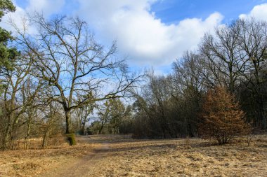 Sonbahar manzarası ve mavi gökyüzü. Boyalar kaybolur. Sezon geçişi. dökülen yapraklar