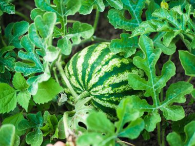 Büyüyen karpuzlar. Tarım. Doğal karpuz tarlada yetişir. Diy ev yapımı karpuz