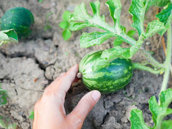 Pequeña sandía en la mano. Una pequeña sandía en la mano. Las sandías se cultivan en el jardín . — Foto de Stock