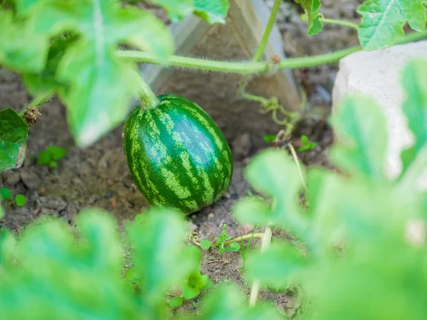 Sandía de maduración. Una gran sandía crece en un jardín con muchas vides de sandía y hojas que se extienden por el suelo. Justo antes de que sea cosechado, recogido . — Foto de Stock