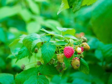 Ahududu çalıların üzerinde olgunlaşır. Kimyasal maddeler ve katkı maddeleri olmadan. Eko ahududu. Kırmızı ahududu yapraklarla dolu bir dalda olgunlaşmış. Olgun kırmızı ahududu doğada. Çilekli ahududu dalı
