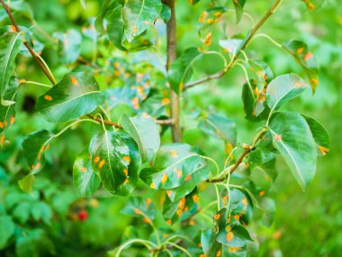 Hastalıklı armut yaprakları. Yaprak ve armut sarmaşıkları çürüme ve parazitlere yakın hasar veriyor. Endüstriyel armut bahçesinin korunması kavramı