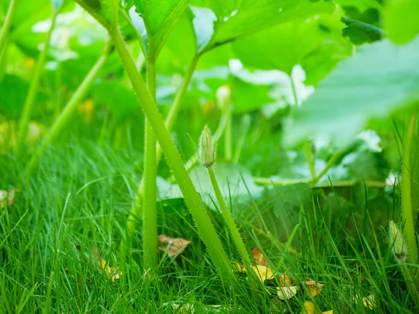 Mladá ozdobná bradavičnatá dýně Cucurbita na keři v zahradě. Zemědělská sezóna, zemědělská koncepce — Stock fotografie