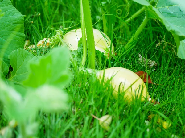 Mladá ozdobná bradavičnatá dýně Cucurbita na keři v zahradě. Zemědělská sezóna, zemědělská koncepce — Stock fotografie