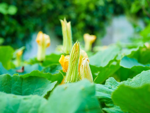 Flor de calabaza. Hermosas flores amarillas de calabaza. arbusto de calabaza floreciente — Foto de Stock