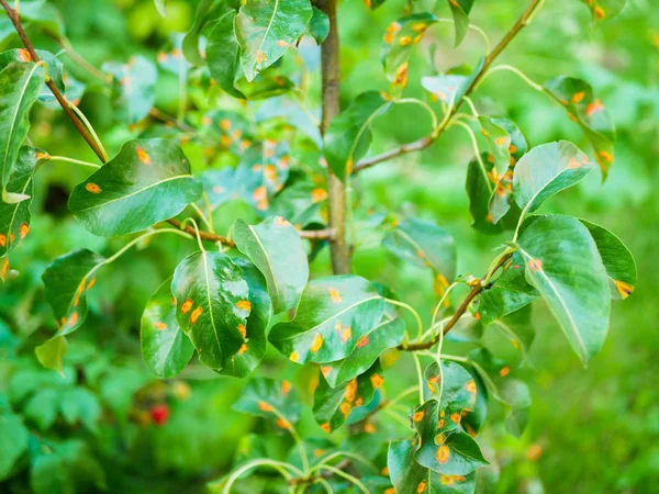 Hojas de pera enfermas. La enfermedad de las hojas y las vides de las peras el primer plano del daño a la putrefacción y los parásitos. El concepto de protección del jardín de peras industrial — Foto de Stock